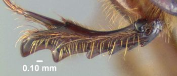 Media type: image;   Entomology 602051 Aspect: front tibia